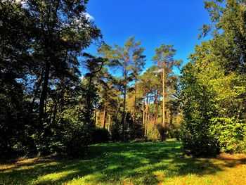 Trees in forest against clear blue sky