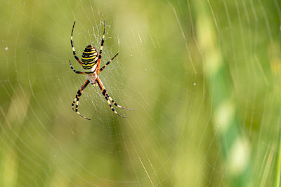 Close-up of spider on web