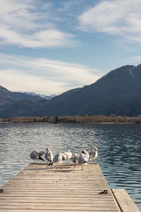 Ducks on a lake, mondsee, austria 