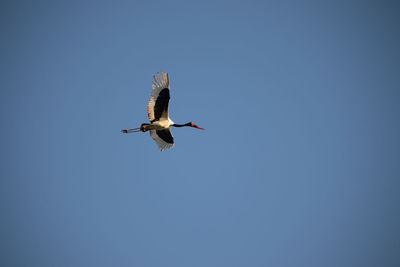 Low angle view of a bird flying