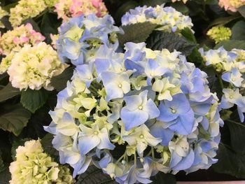 Close-up of hydrangea blooming outdoors