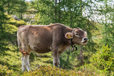 Cow standing in a forest