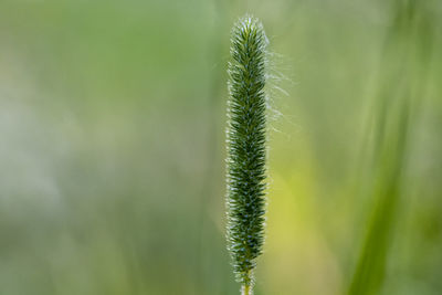 Close-up of stalks against blurred background