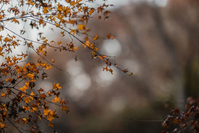 Low angle view of autumnal tree against blurred background