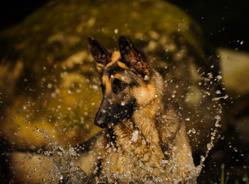Close-up of german shepherd splashing water