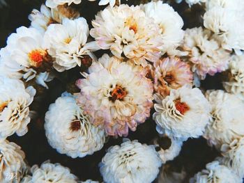 Close-up of white flowers