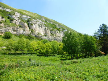 Scenic view of field against clear sky