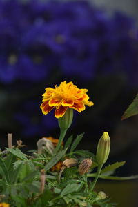 Close-up of yellow flowering plant