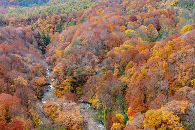 High angle view of autumnal trees