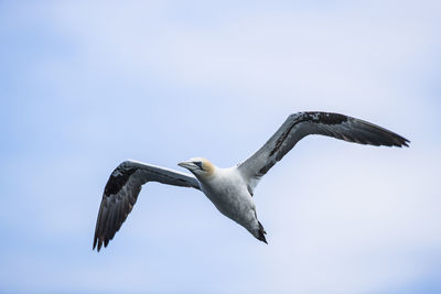 Low angle view of seagull flying against sky