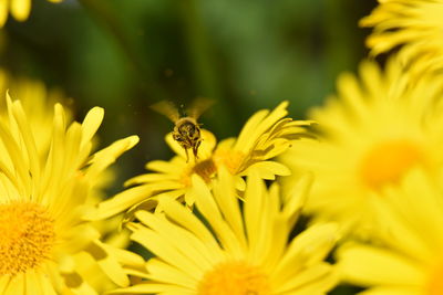 Close-up of bee pollinating on yellow flower