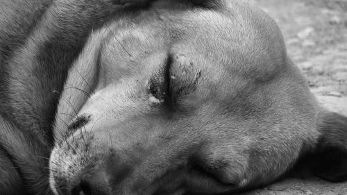 Close-up of dog sleeping outdoors