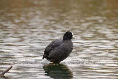 Black swan swimming in lake