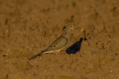Close-up of bird perching on a land