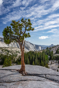 Lone tree view