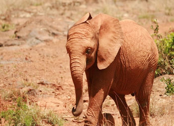 Elephant standing on landscape