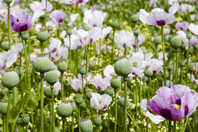 Close-up of purple flowers blooming outdoors