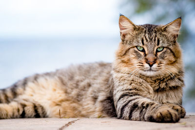 Close-up portrait of a cat