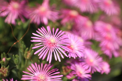 Close-up of purple coneflower blooming outdoors