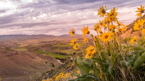 Scenic view of yellow flowering plants on field against sky