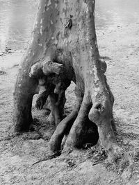 View of tree trunk on shore