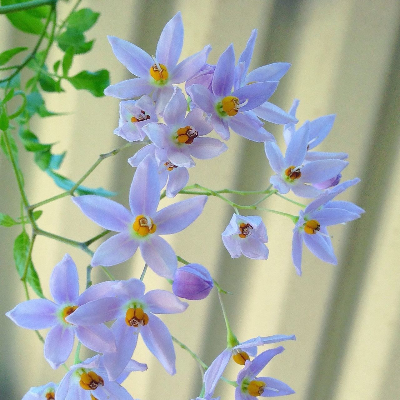 flower, freshness, petal, fragility, growth, purple, beauty in nature, flower head, close-up, nature, plant, indoors, blooming, focus on foreground, blue, stem, in bloom, no people, leaf, day