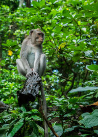 Monkey sitting on a tree