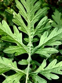 Full frame shot of green leaves