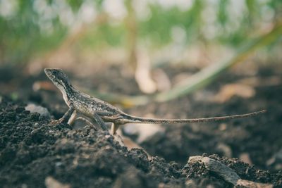 Close-up of lizard on rock