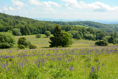 Forests and green meadows with lupins in the hohe rhoen, bavaria, germany