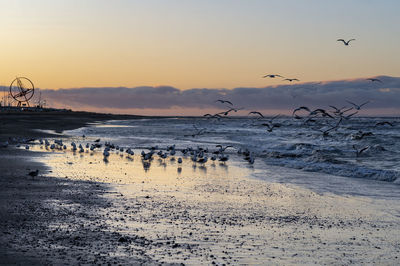 Early austral sunrise by the cold ocean with a flock of antarctica seagulls and pastel colors 