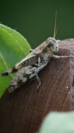 Close-up of grasshopper on wood