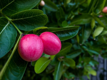 Close-up of cherries growing on plant