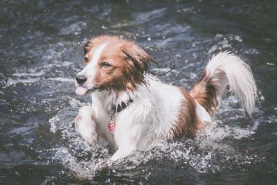 Dog in water