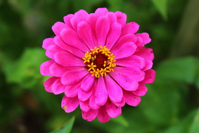 Close-up of pink flower