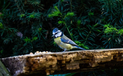 Bird perching on a tree