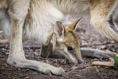 Close-up of agile wallaby joey looking out of its mother pouch