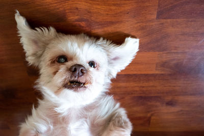 Close-up portrait of white dog