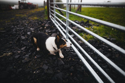 Border collie, ireland