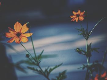 Close-up of orange flowering plant