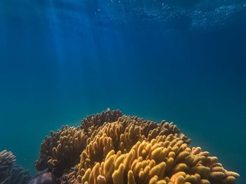 Close-up of jellyfish swimming in sea