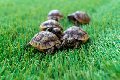 Close-up of five young hermann turtles on a synthetic grass - macro, selective focus, space for text