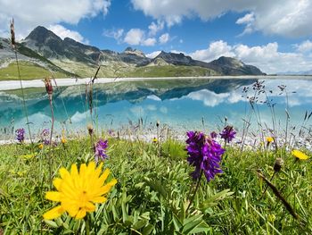 Scenic view of flowering plants by mountains against sky