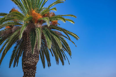 Close up of a palm tree at la jolla beach in san diego, california on a beautiful summer day 