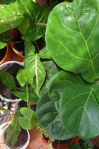 High angle view of wet leaves