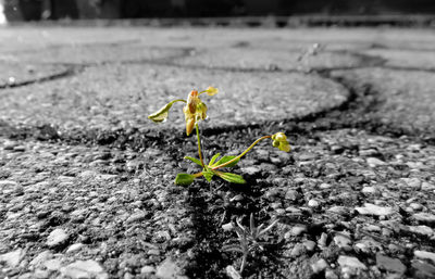 Close-up of young plant growing outdoors