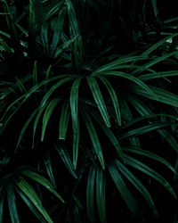 Full frame of green leaves pattern background, nature lush foliage leaf texture , tropical leaf