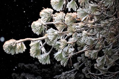 Close-up high angle view of flowers