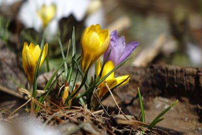 Close-up of crocus flowers blooming outdoors