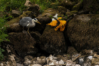 View of bird perching on rock